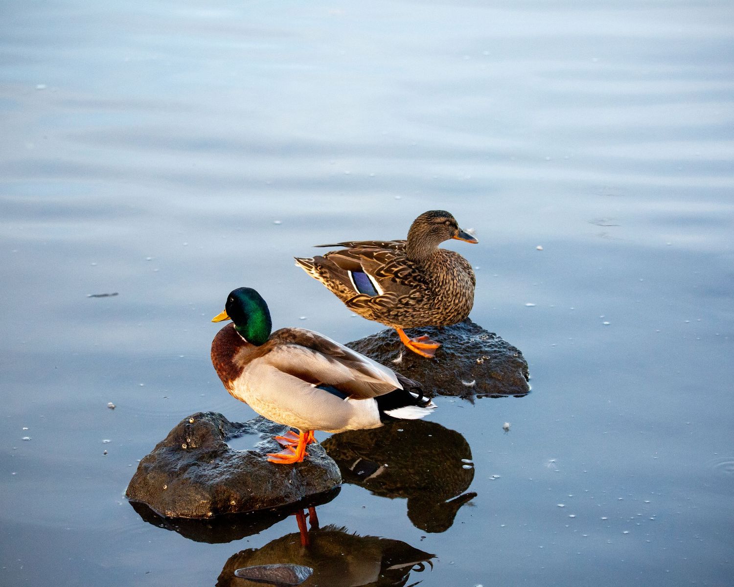 Three ducks swimming together on a peaceful blue pond with their reflections visible in the calm water.