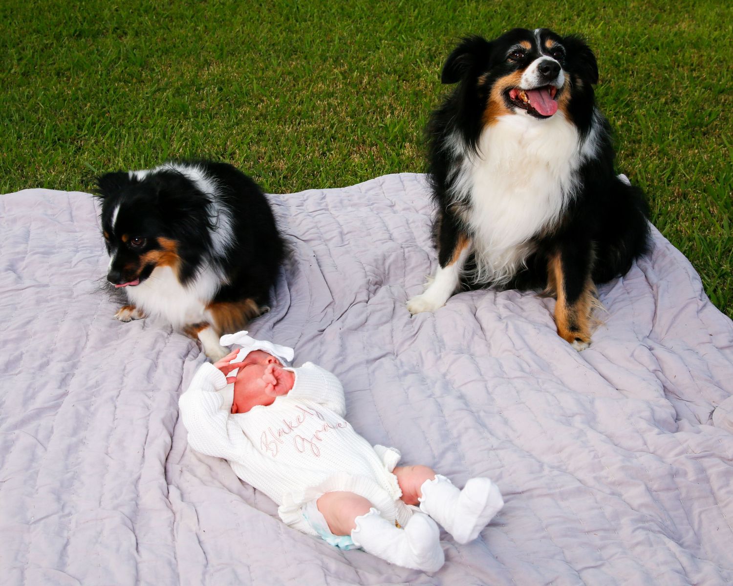 Two Australian Shepherds sit on a blanket next to a baby laying down outdoors on the grass.