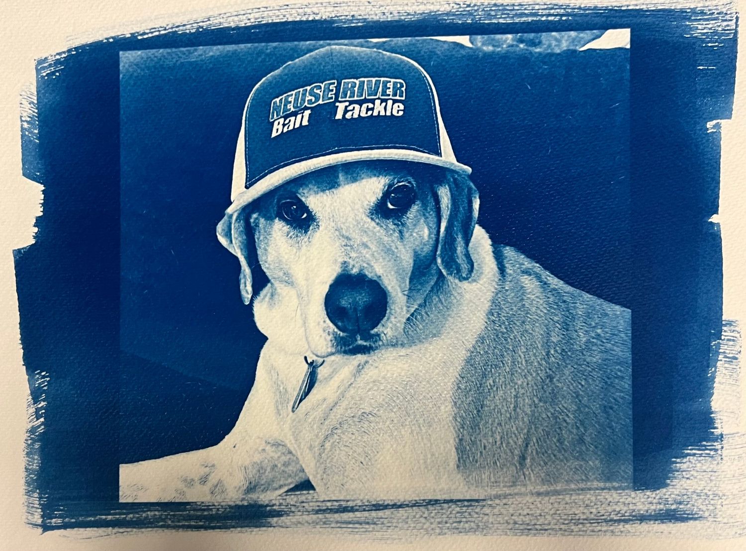 A playful dog wearing a blue baseball cap in a stylized cyanotype photo effect.