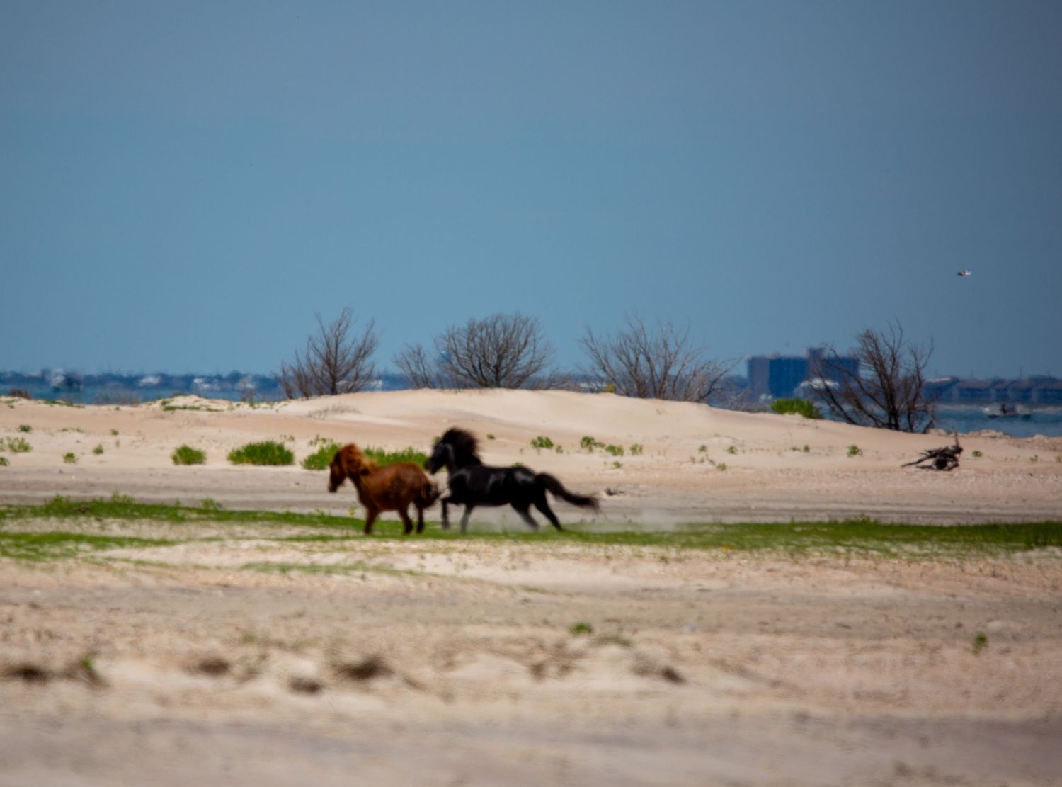 Three wild horses galloping freely across a sandy beach landscape with sparse vegetation and a clear blue sky.