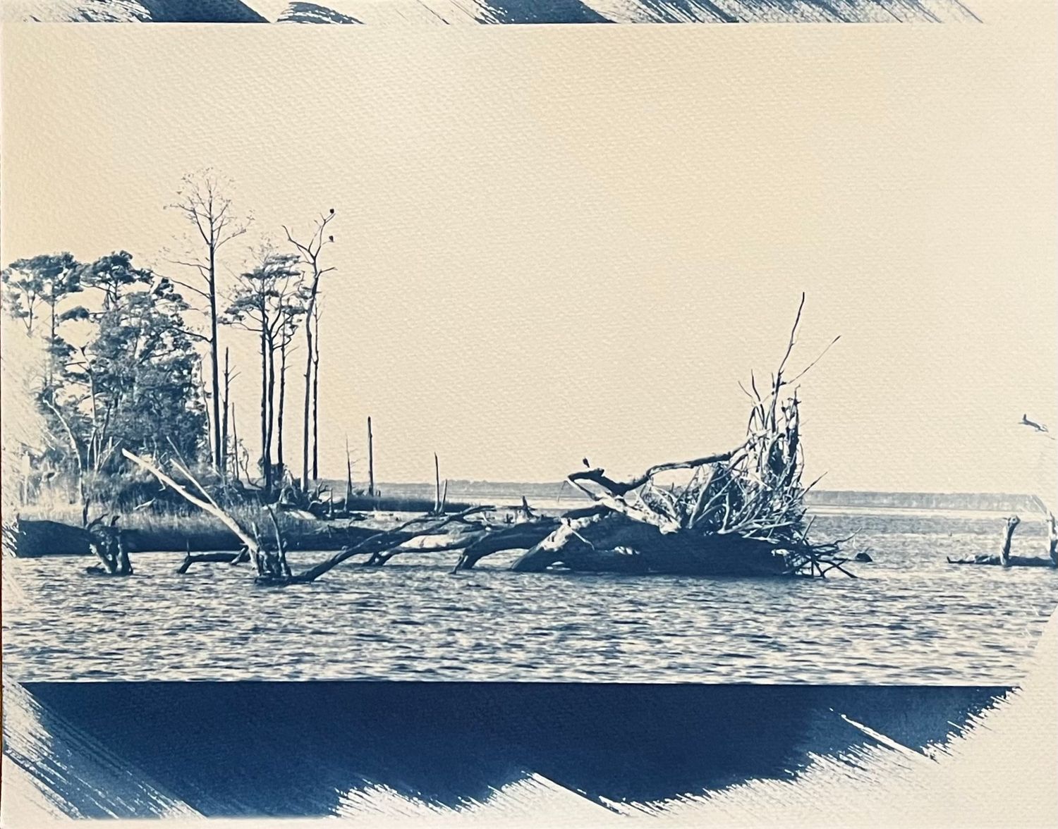 Minimalist cyanotype landscape featuring silhouetted trees and water views.