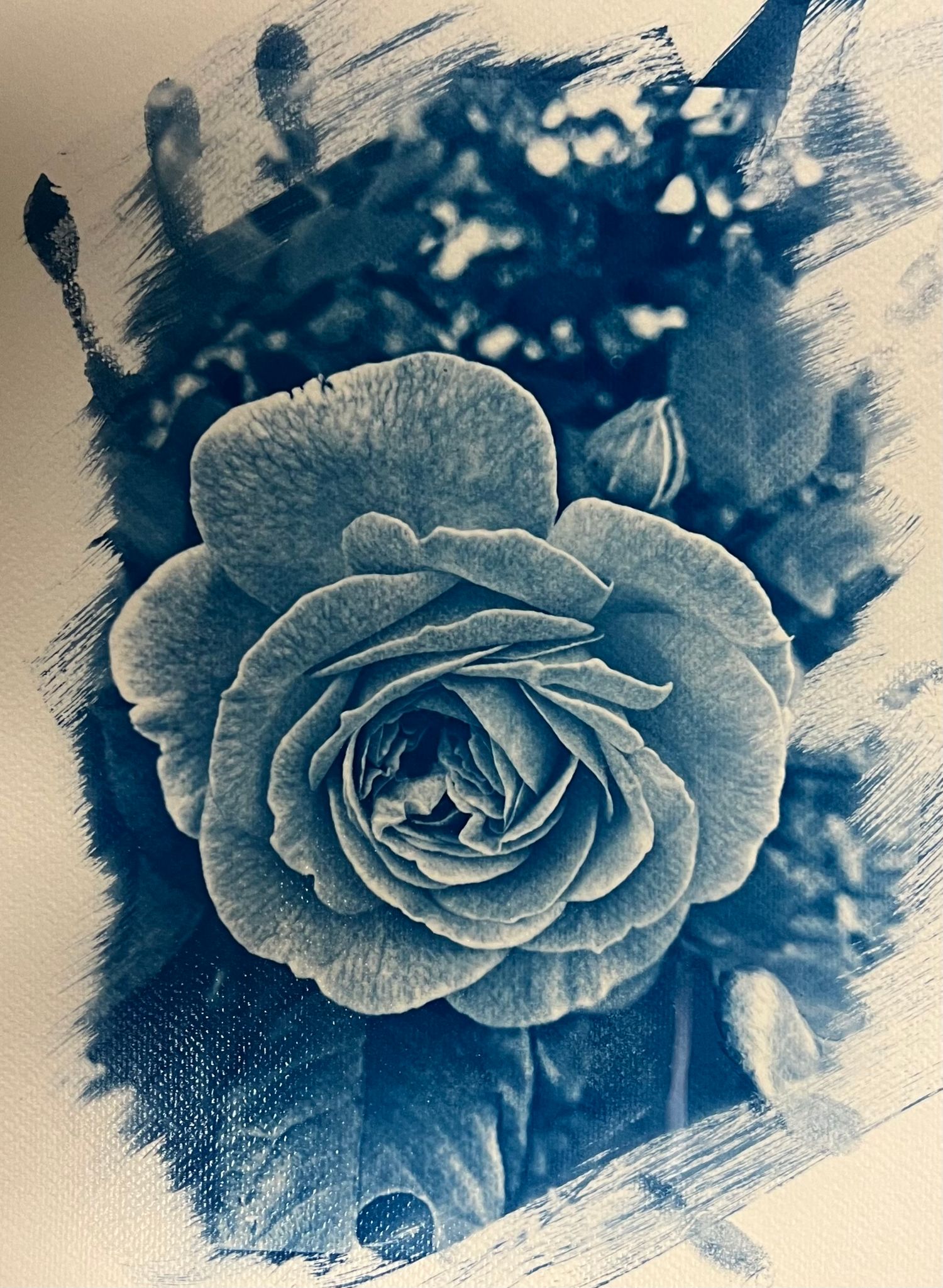 A dramatic black and white close-up of a blooming rose with detailed petals in artistic monochrome style.