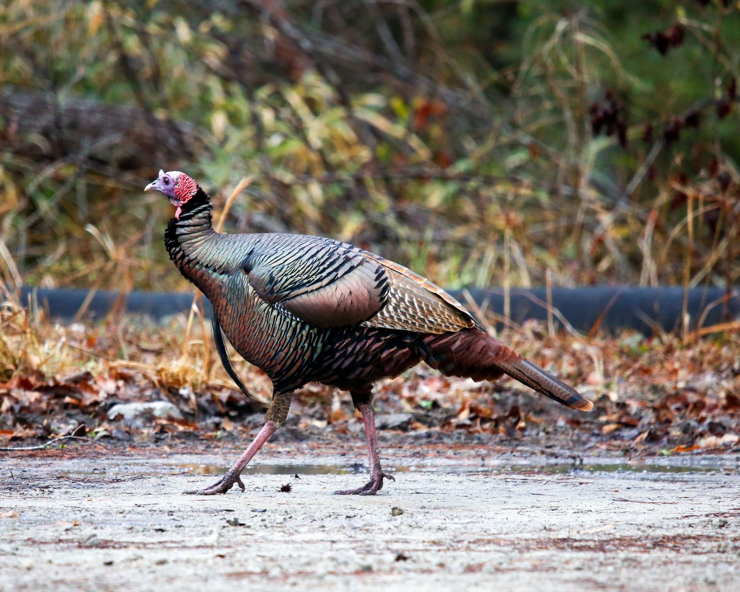A wild turkey walks across a gravel path surrounded by autumn foliage in a forest setting.