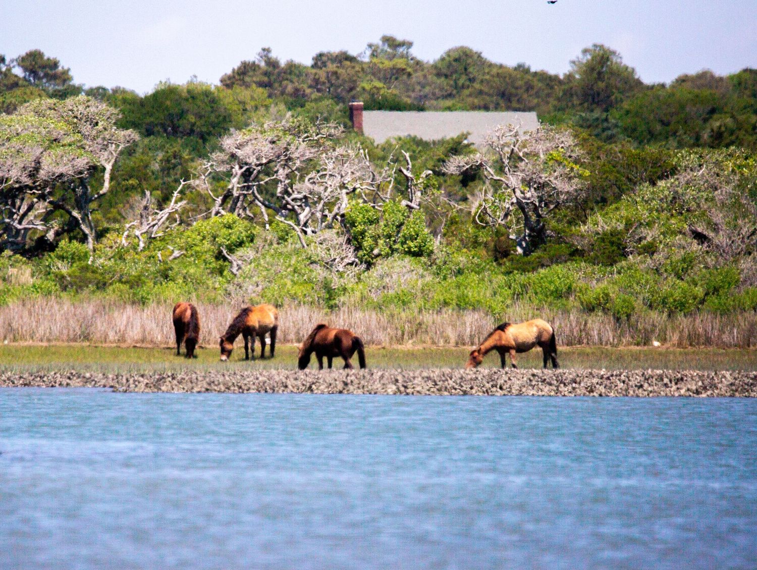 Wild horses graze along a tranquil shoreline with lush green trees and a building visible in the background.