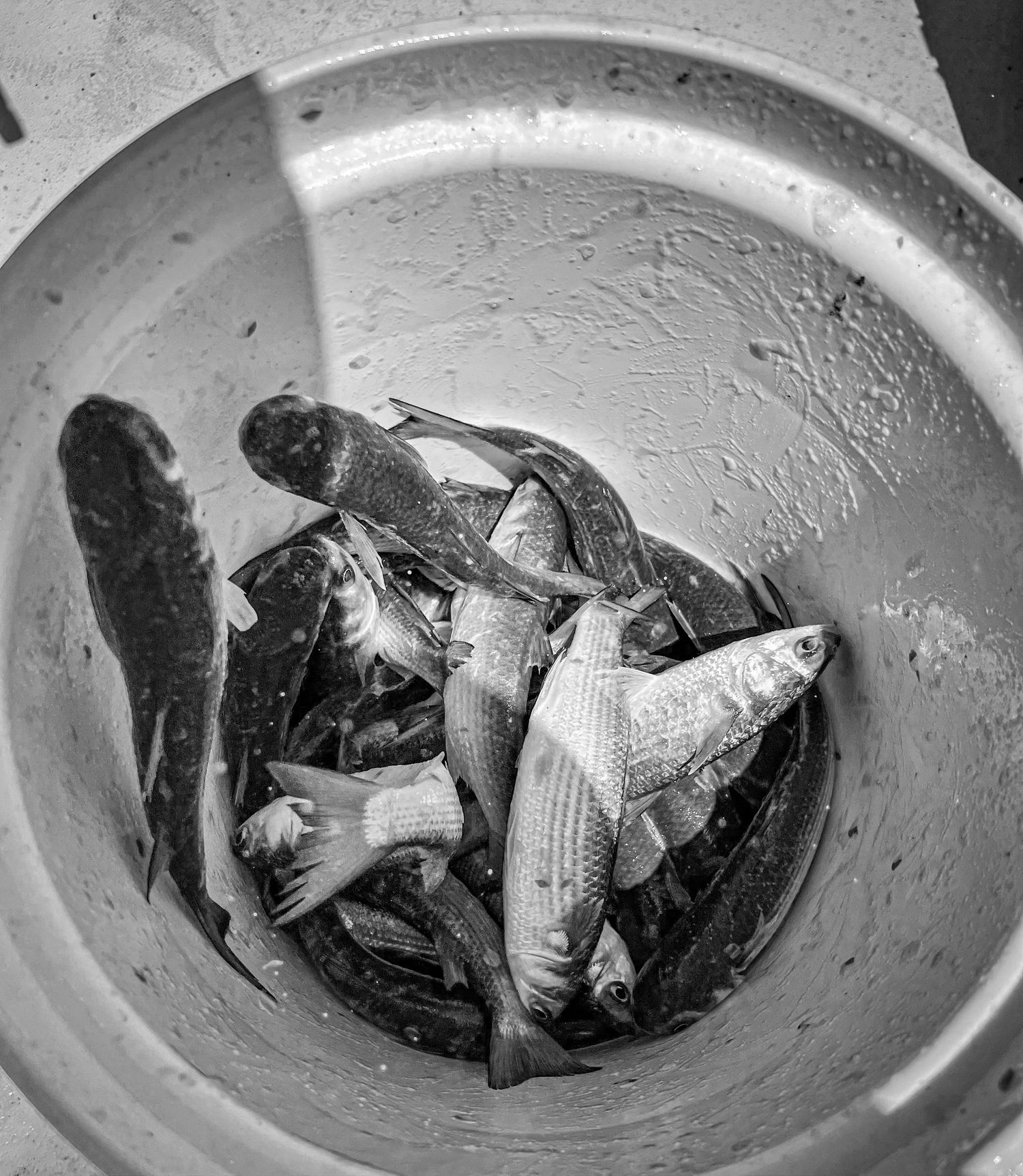 A sequence showing crumpled paper being gradually added to a metal bowl, photographed in black and white.