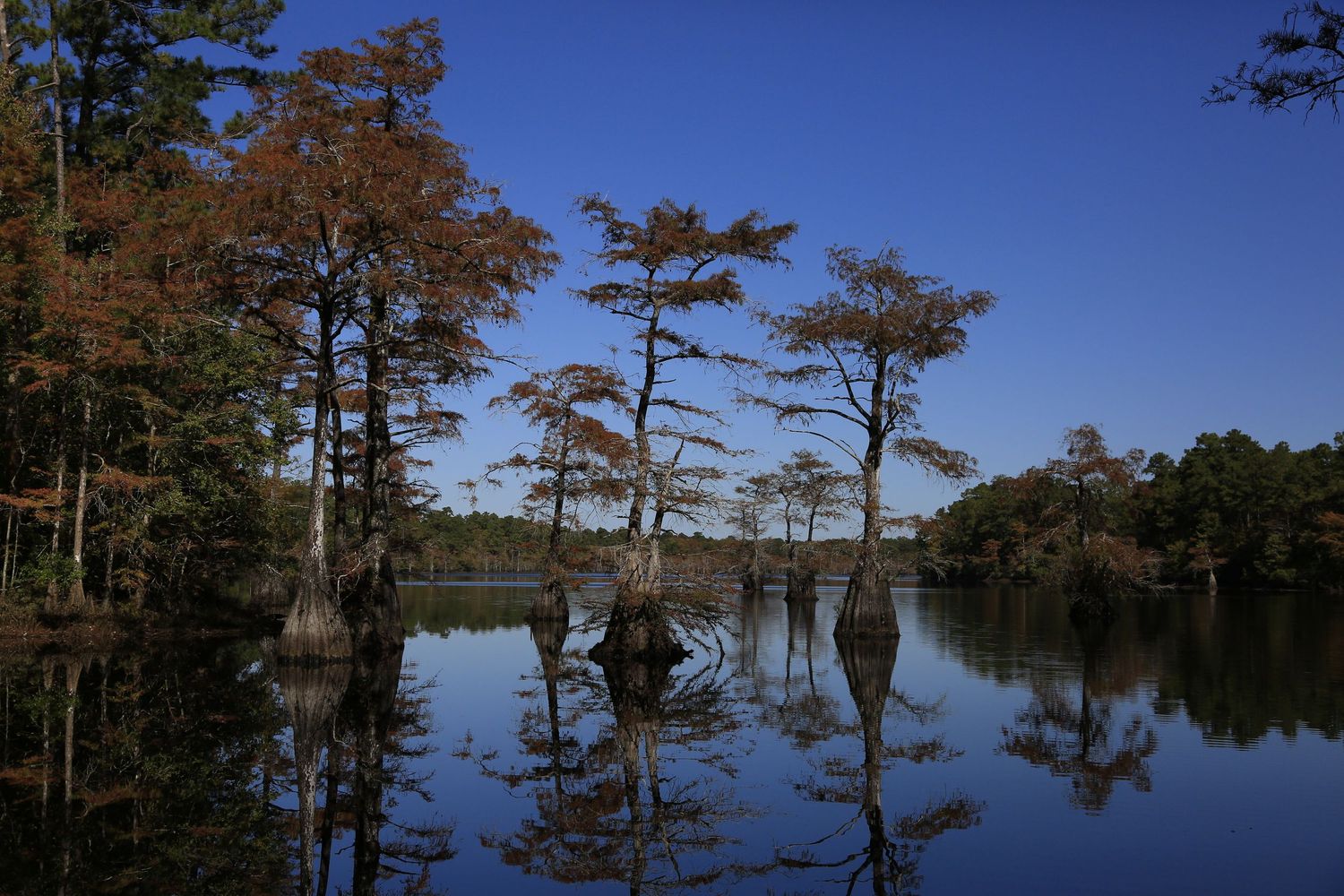 Cypress trees standing in dark water create mirror-like reflections under a deep blue sky.