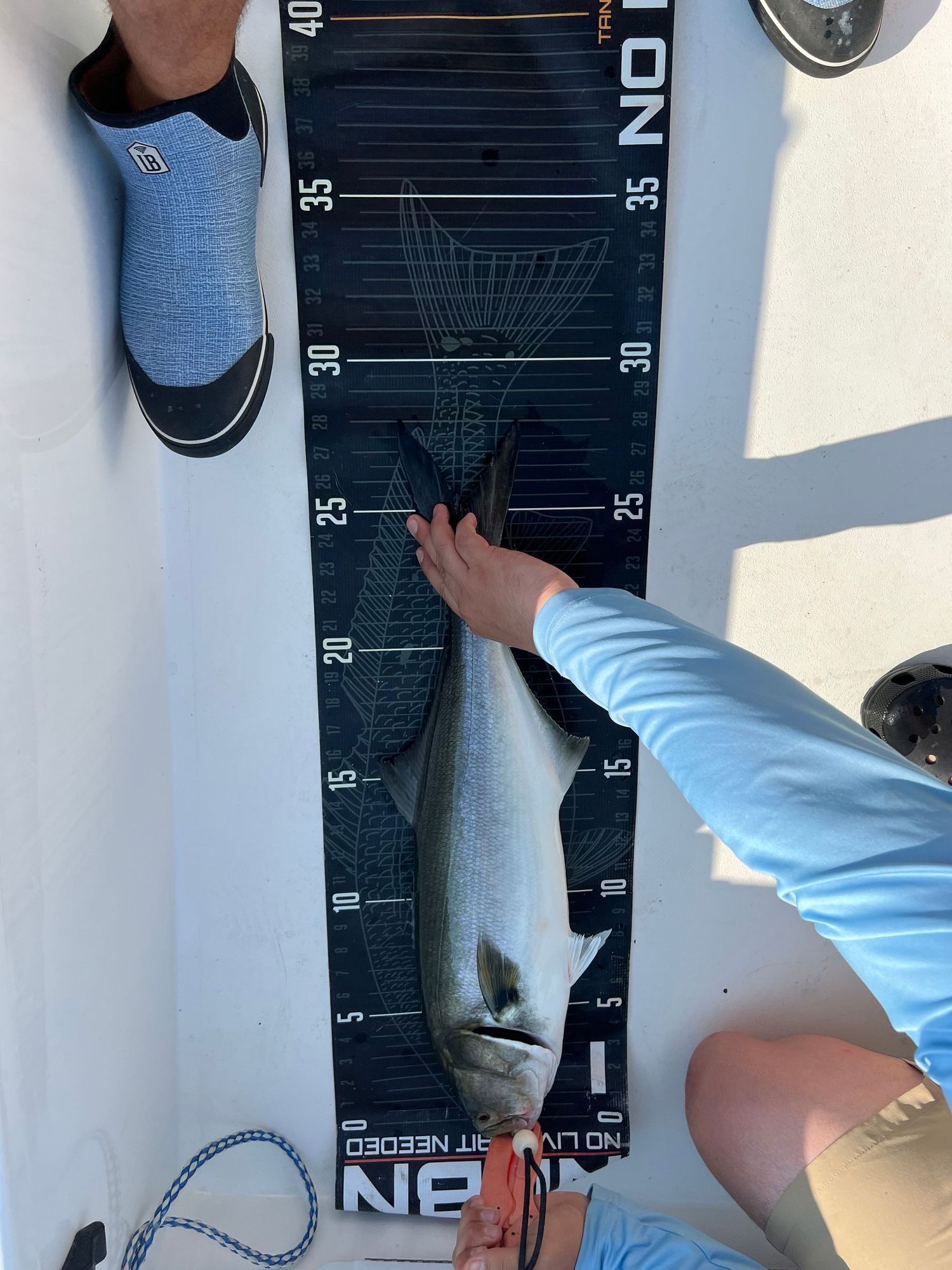 Fish being measured against a black measurement board on a boat deck.