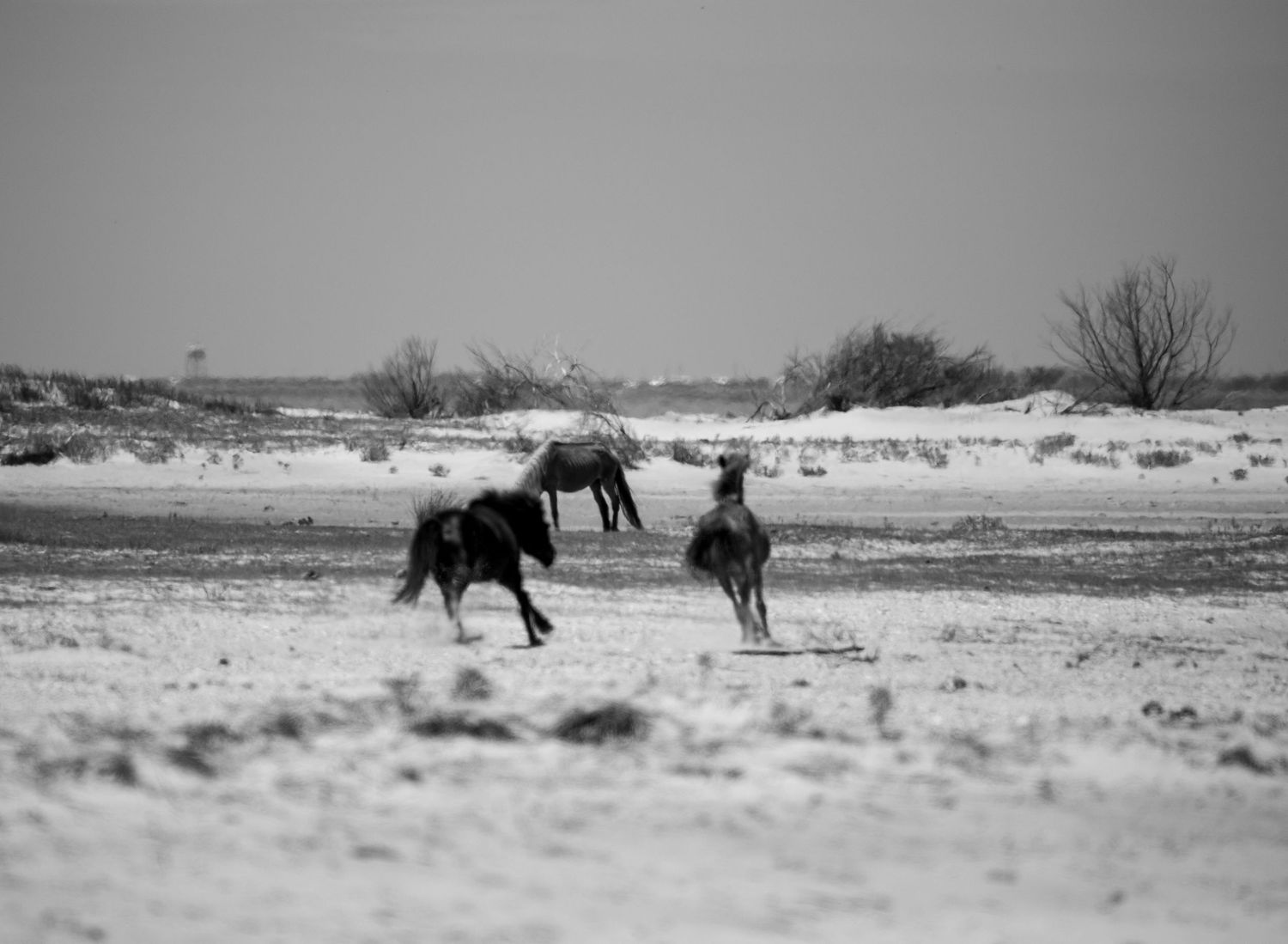 Three wild horses galloping across a vast snowy plain in a black and white landscape photograph.