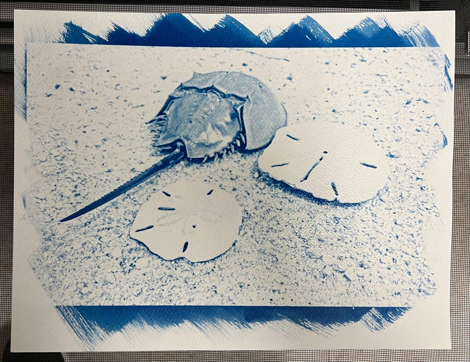 Three sand dollars arranged on a sandy surface in blue monochrome artistic effect.