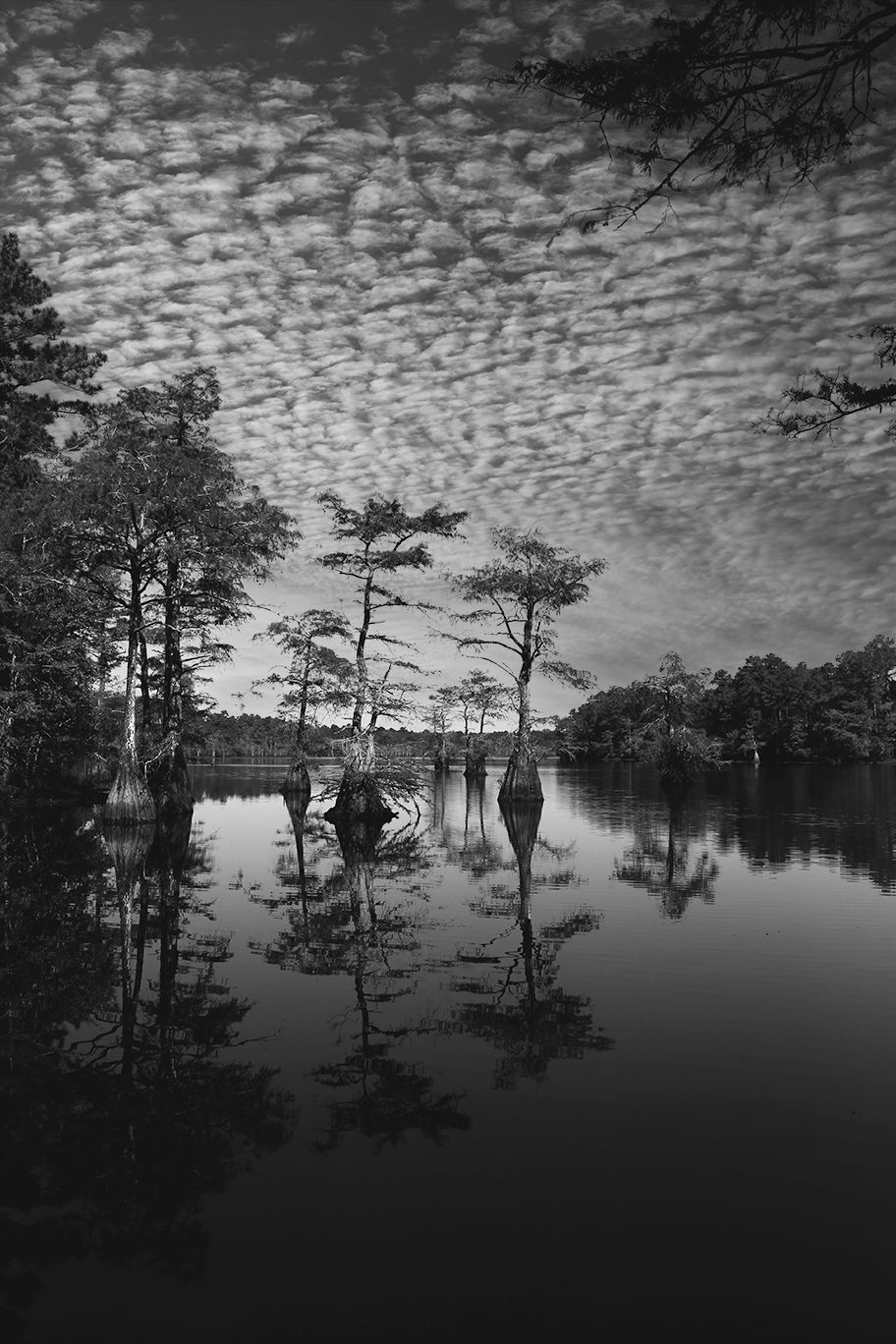 Dramatic black and white landscape of cypress trees reflected in still swamp waters under mackerel sky.