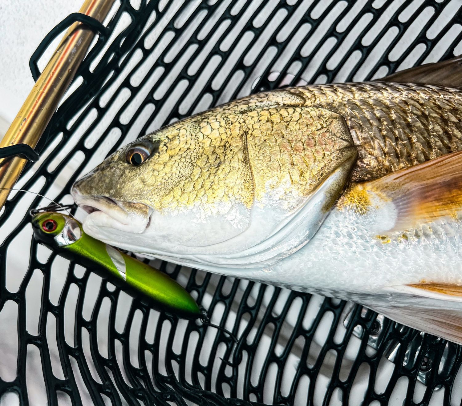 Fresh fish fillet on a striped black and white surface with a small green garnish.