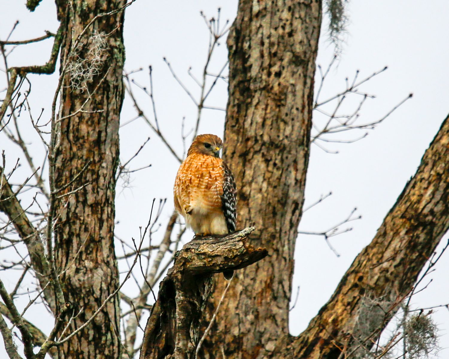 A red-tailed hawk perched on a bare tree branch in winter, surveying its surroundings with keen eyes.