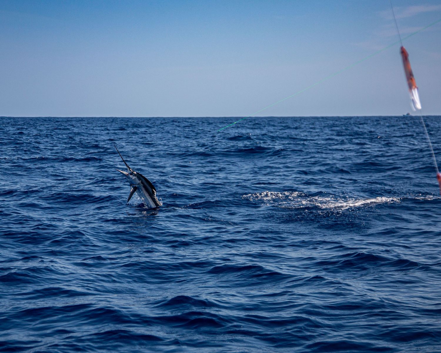 A marlin leaping out of the deep blue ocean waters near a fishing boat marker buoy on a sunny day.
