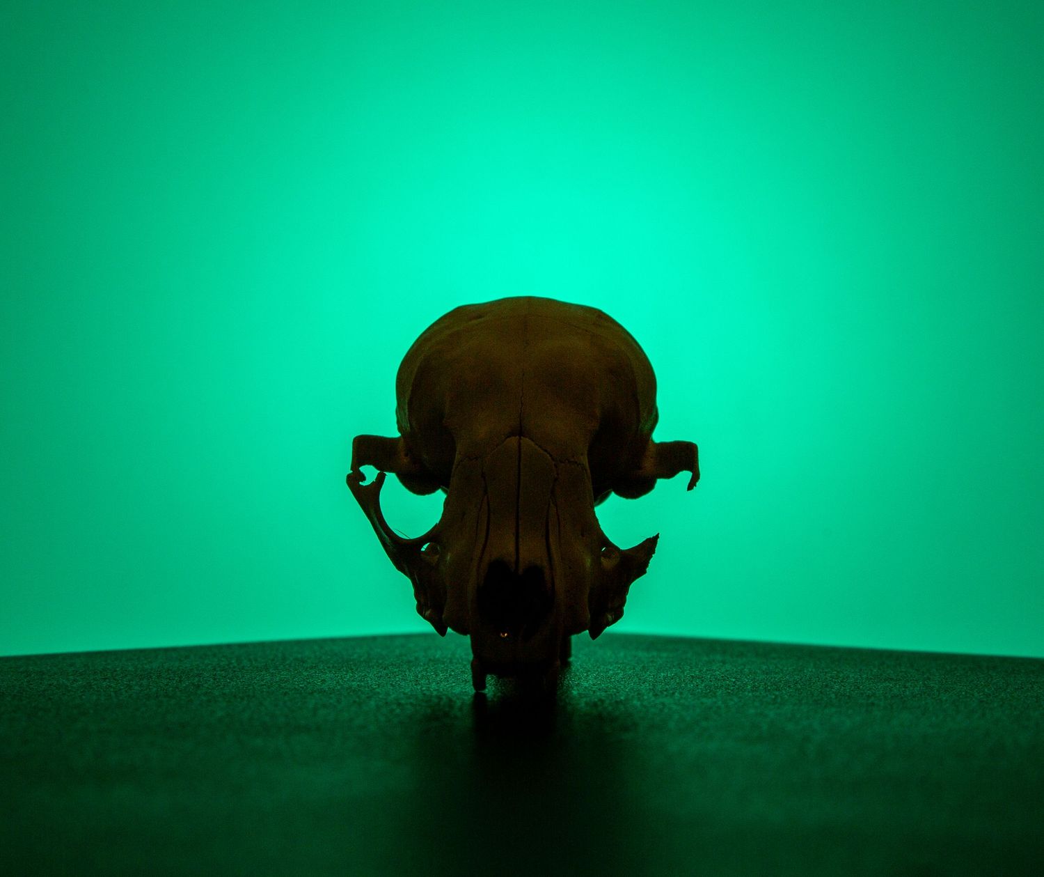 Silhouette of collectible figurine against bright green background lighting.