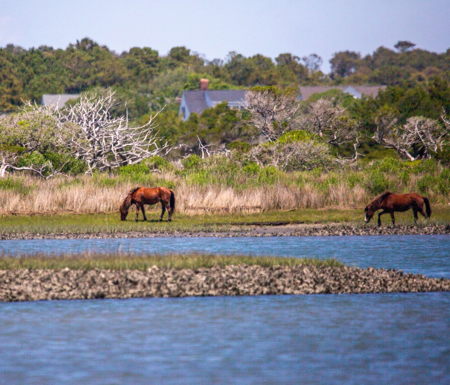 Two wild horses grazing on a lush marsh island surrounded by calm blue water with trees in the background.