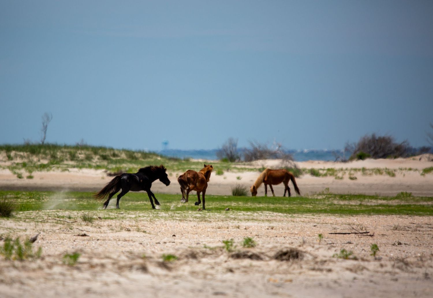 Three wild horses roam a sandy coastal landscape with sparse vegetation and a hazy blue sky in the background.