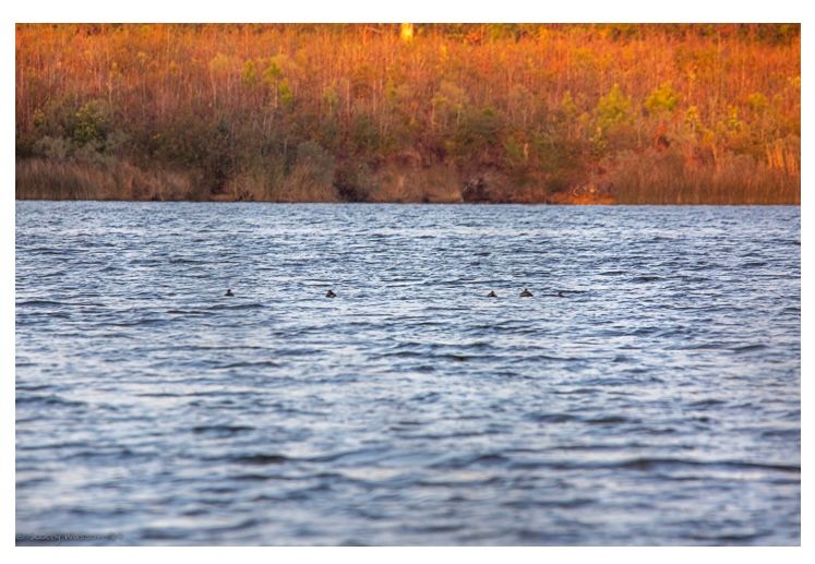 Orange autumn marsh grass contrasts with rippling blue water in a coastal wetland scene.