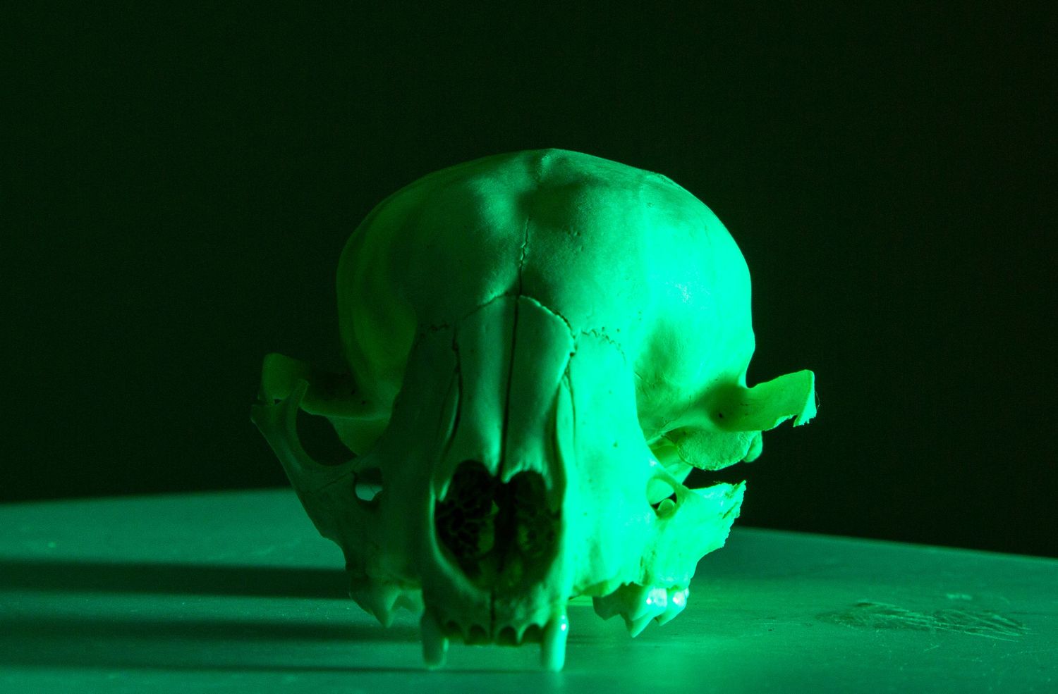 Animal skull photographed with dramatic green lighting against dark background.