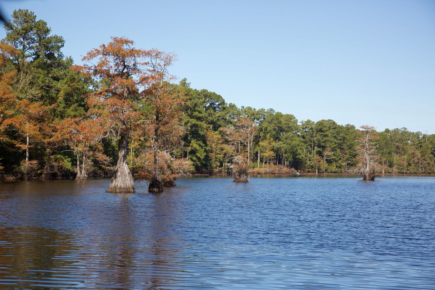 Cypress trees with fall foliage stand in calm waters of a southern swamp.