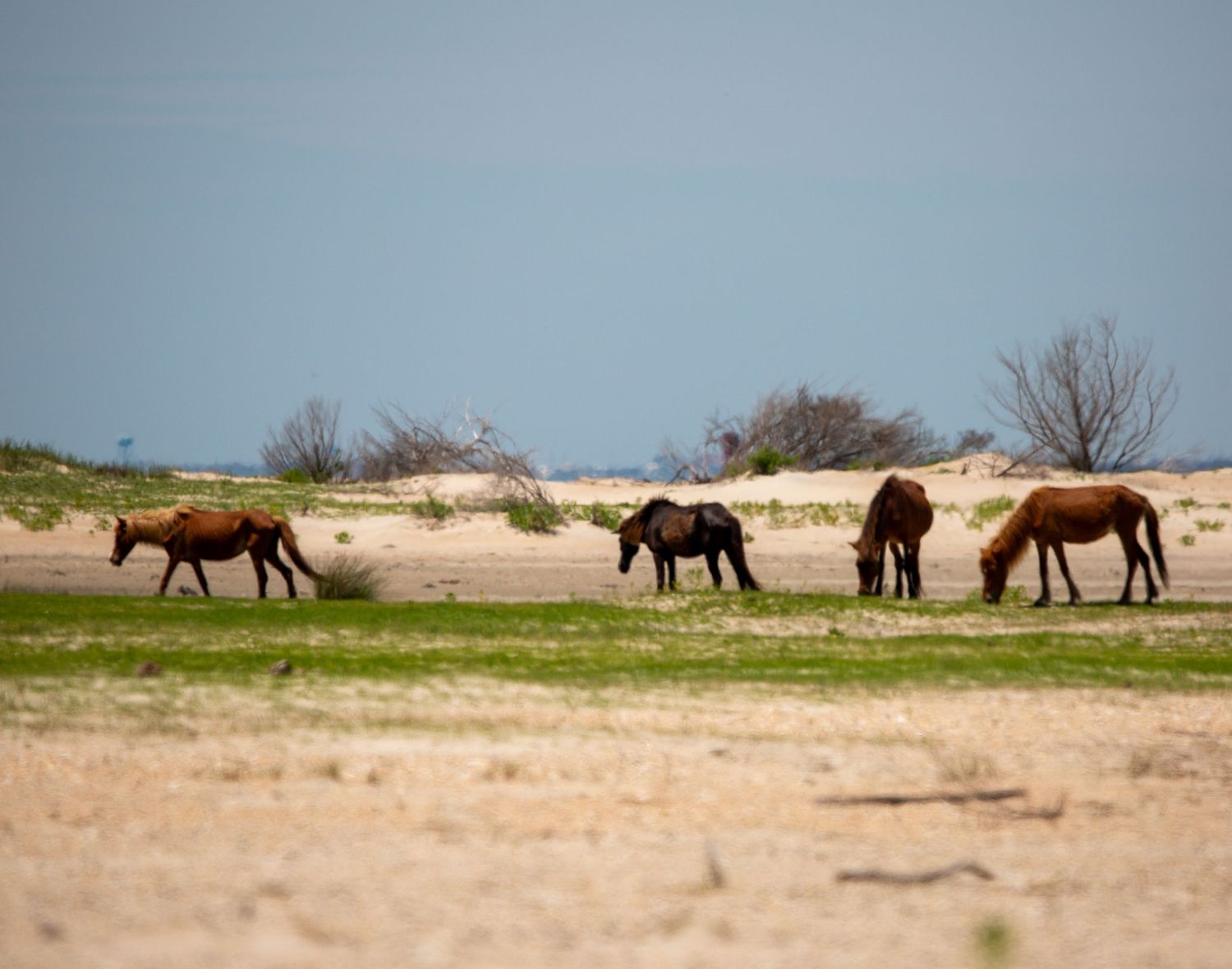 Wild horses grazing on a sandy coastal plain with sparse vegetation and dunes in the background under a clear sky.