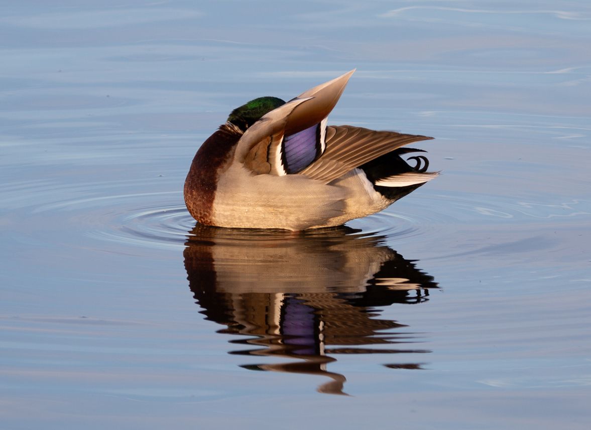 Duck preening its feathers while floating on calm water with perfect reflection.