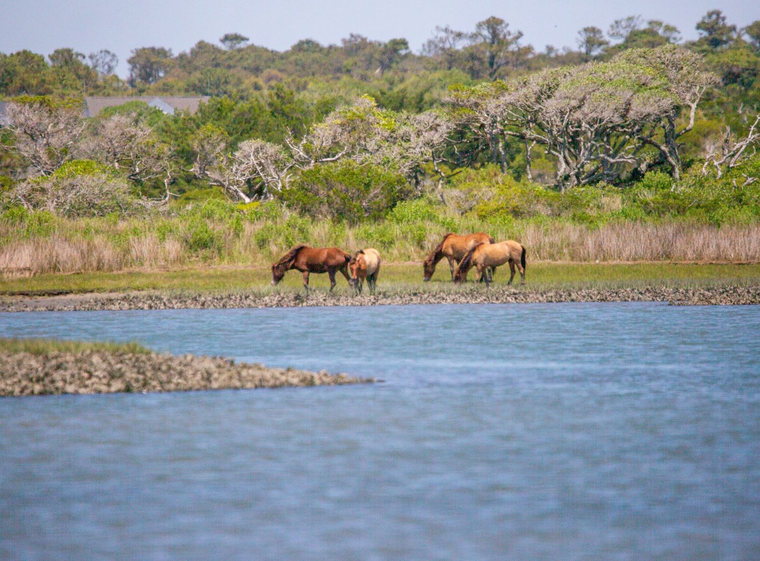 Two wild horses grazing along a scenic coastal marsh waterway surrounded by lush green trees and vegetation.