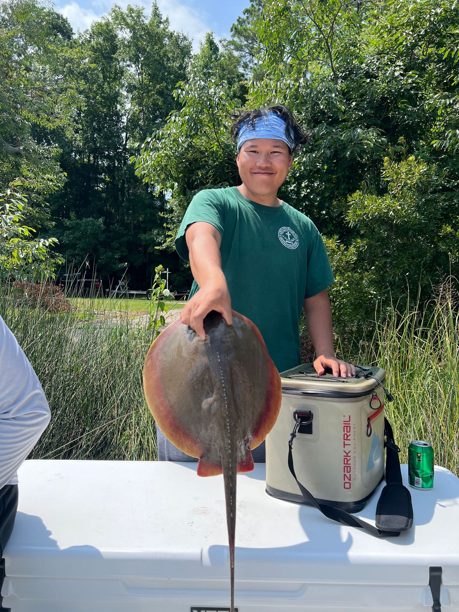 Large stingray caught and displayed on white boat deck near marshy shoreline.