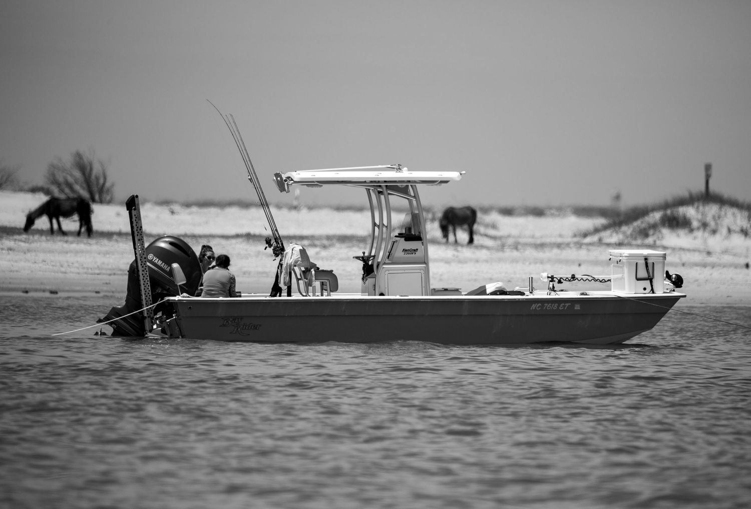 Black and white panoramic view of boats and wild horses along coastal waters.