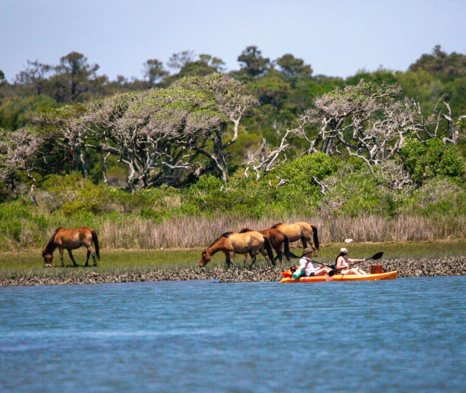 A kayaker paddles past wild horses grazing on a lush shoreline in calm blue coastal waters.