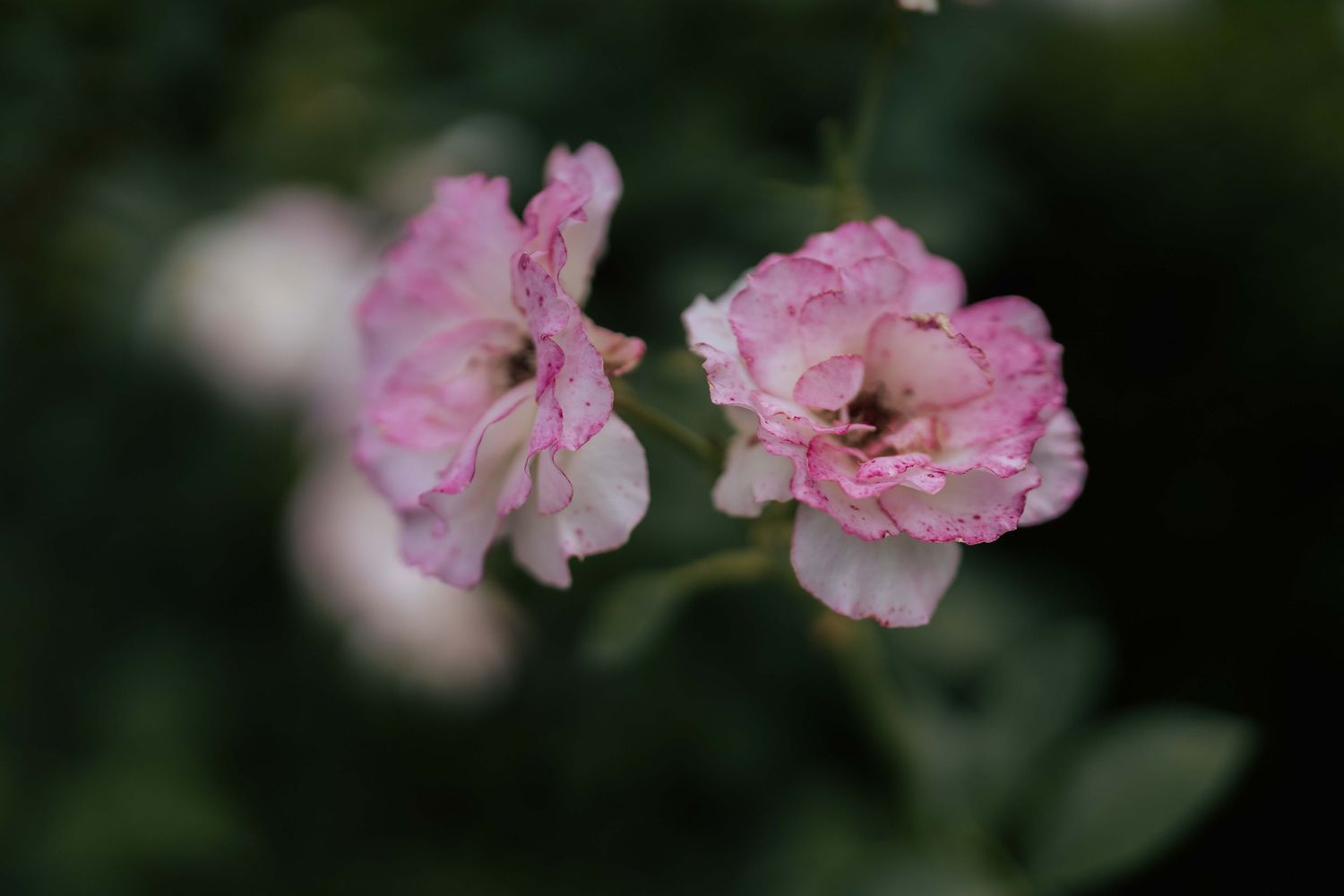 Close-up of delicate pink and white roses in soft focus against a green garden background.