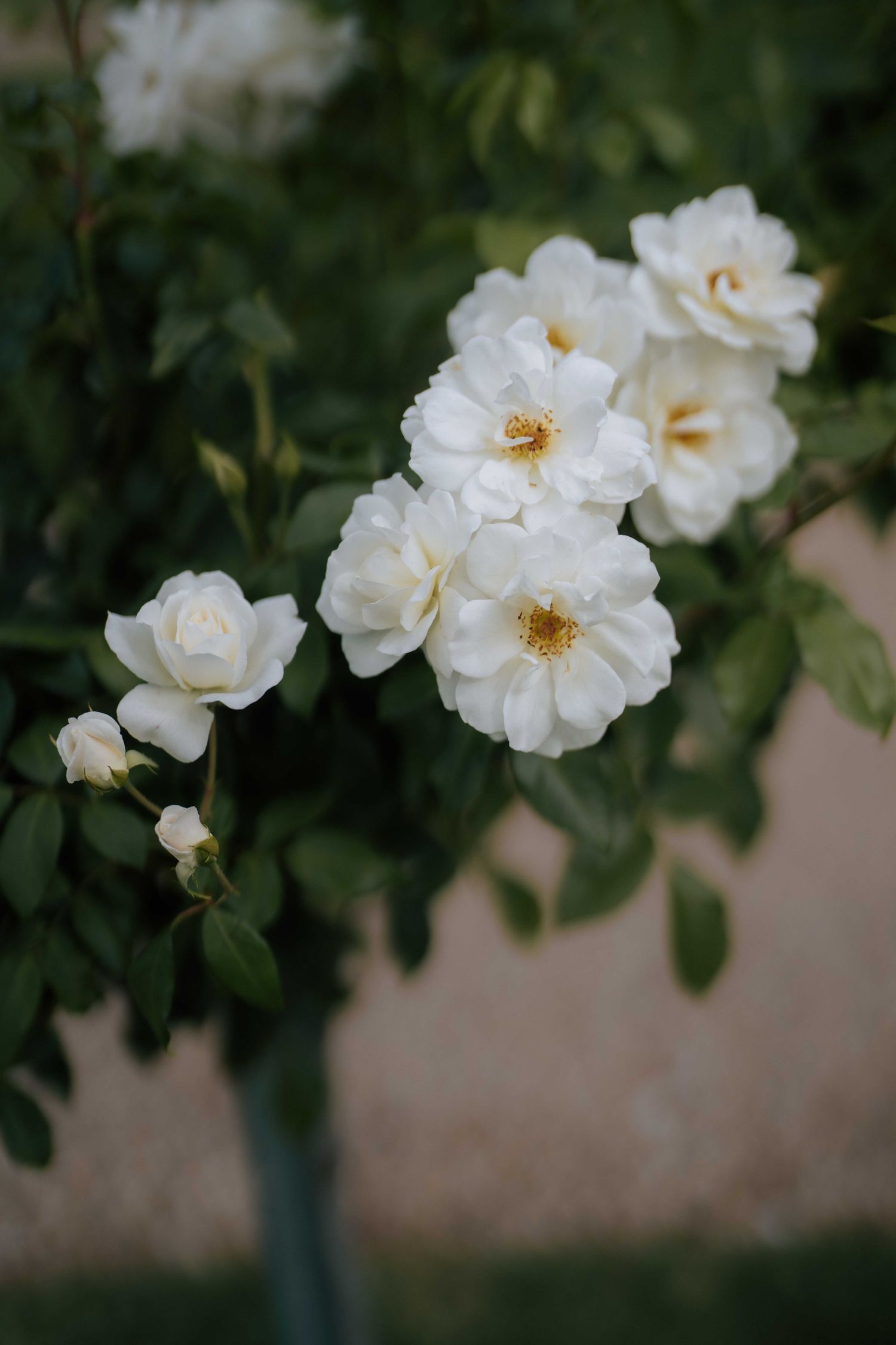 Cluster of white garden roses in full bloom with green leaves against a soft background.
