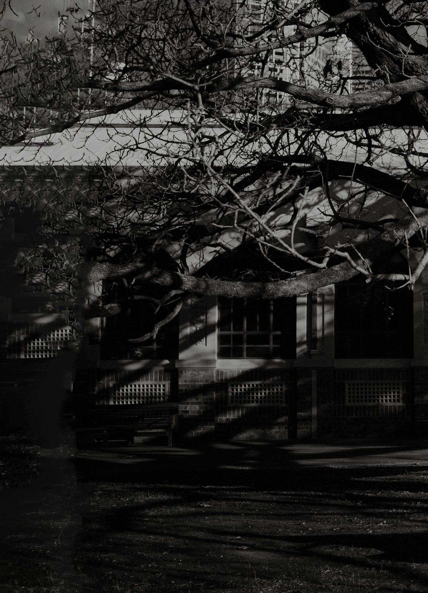 Dark black and white photo of bare tree branches casting dramatic shadows on a historic building facade.