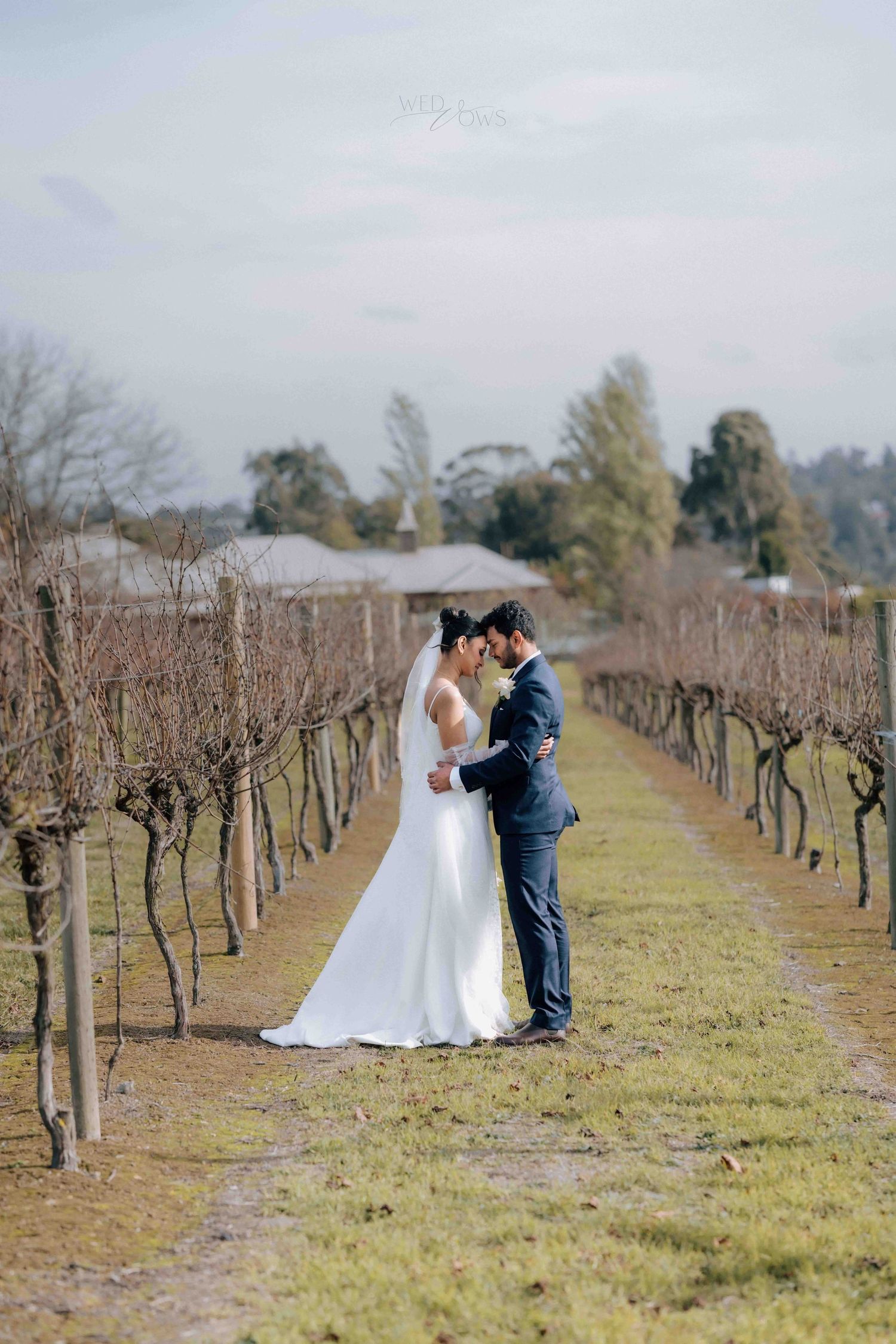 Bride and groom share a tender moment between rows of bare winter vines at a vineyard wedding.