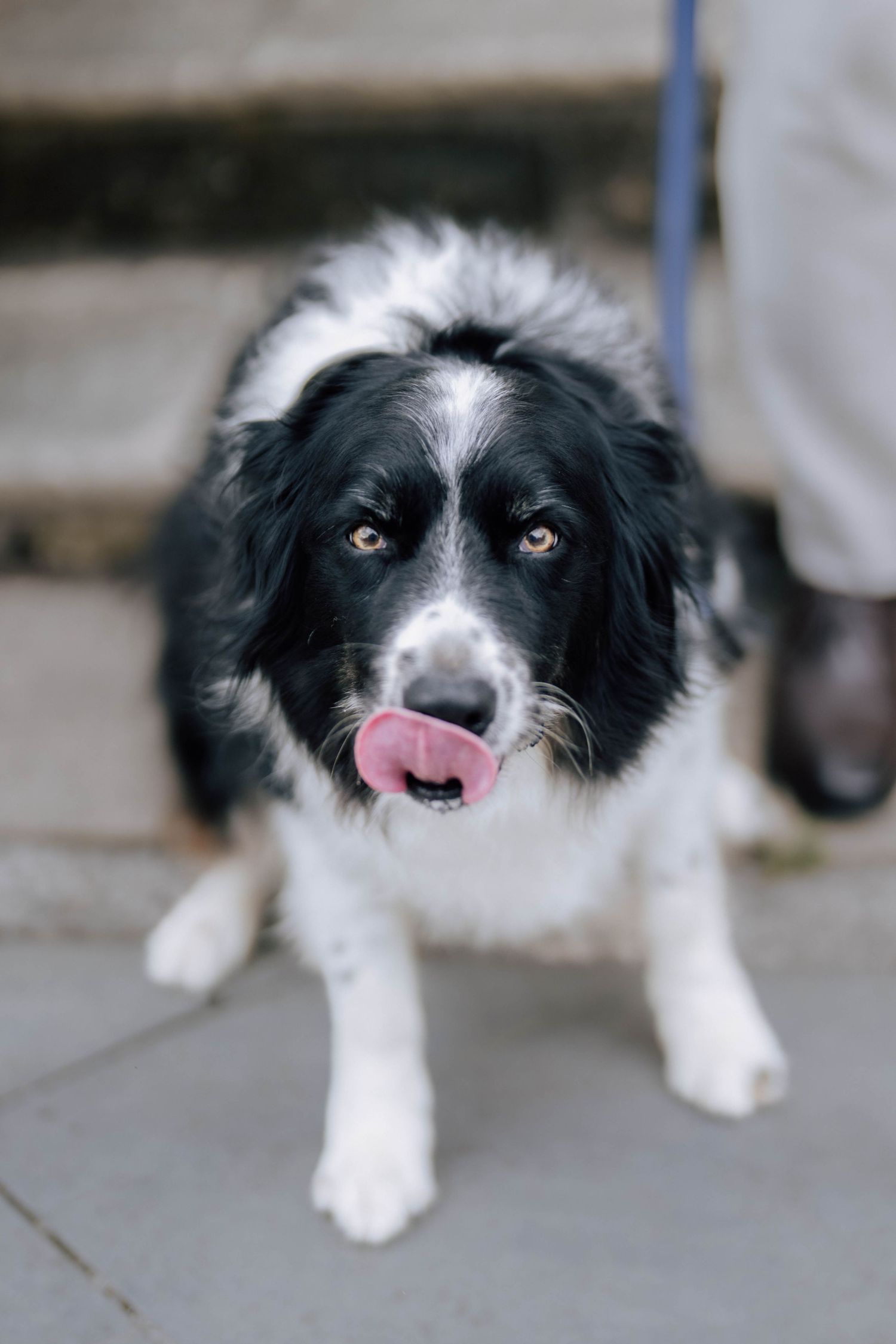 Adorable black and white border collie puppy licking its nose while sitting on stone pavement.
