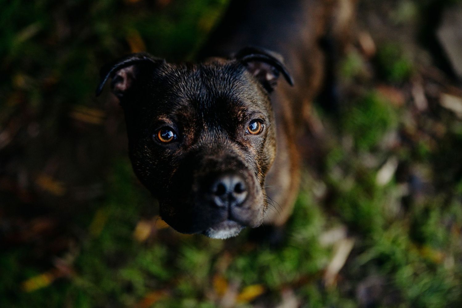 Dog stands in the native New Zealand bush looking up lovingly at their owner, image created by Waikato pet portrait photographer