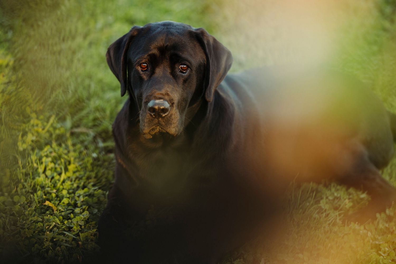 A black Labrador sits on the grass and looks up at the camera through Autumn tree branches, image created by Waikato pet photographer
