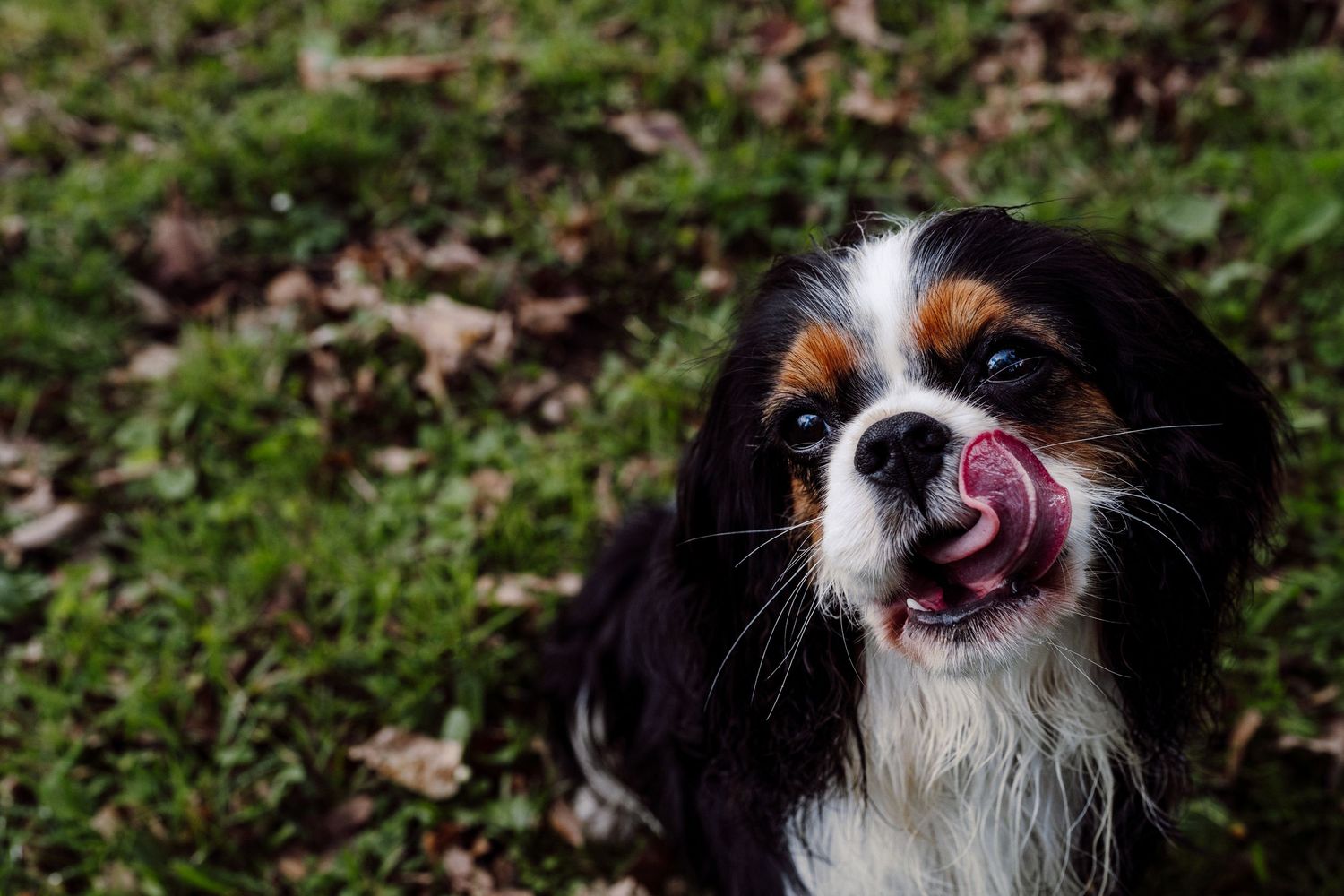 A King Cavalier dog looks up and licks his snout, image created by Waikato pet portrait photographer