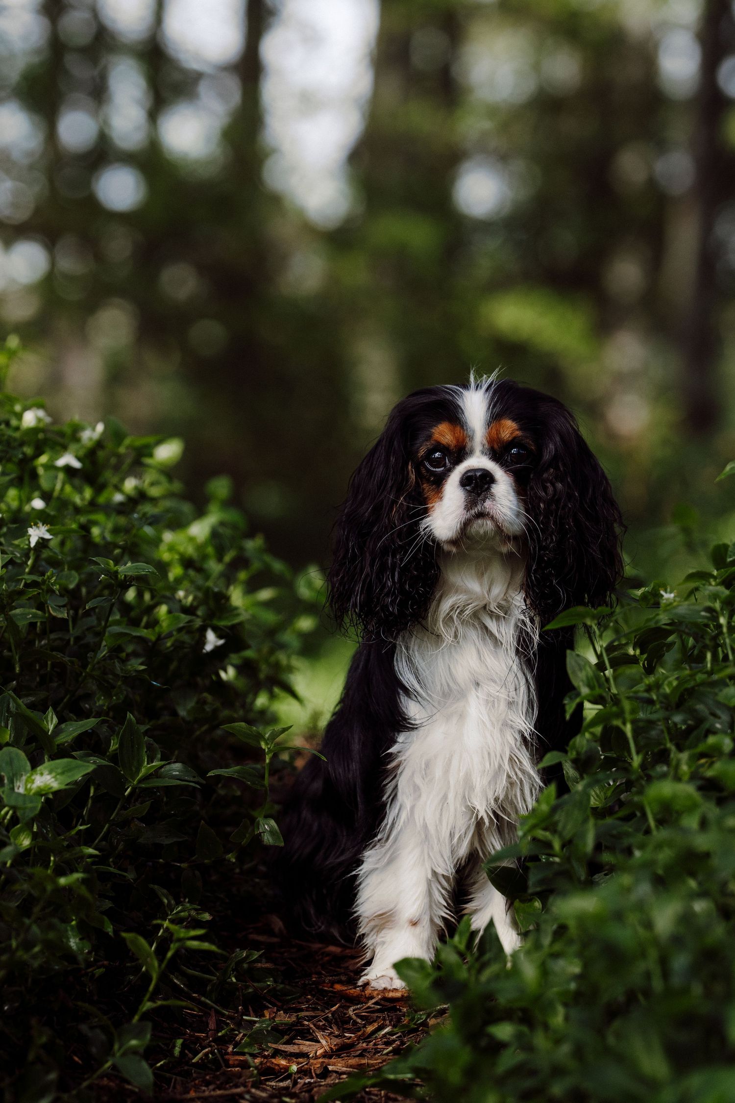 A King Cavalier dog sits in a green forest, image created by Waikato pet portrait photographer