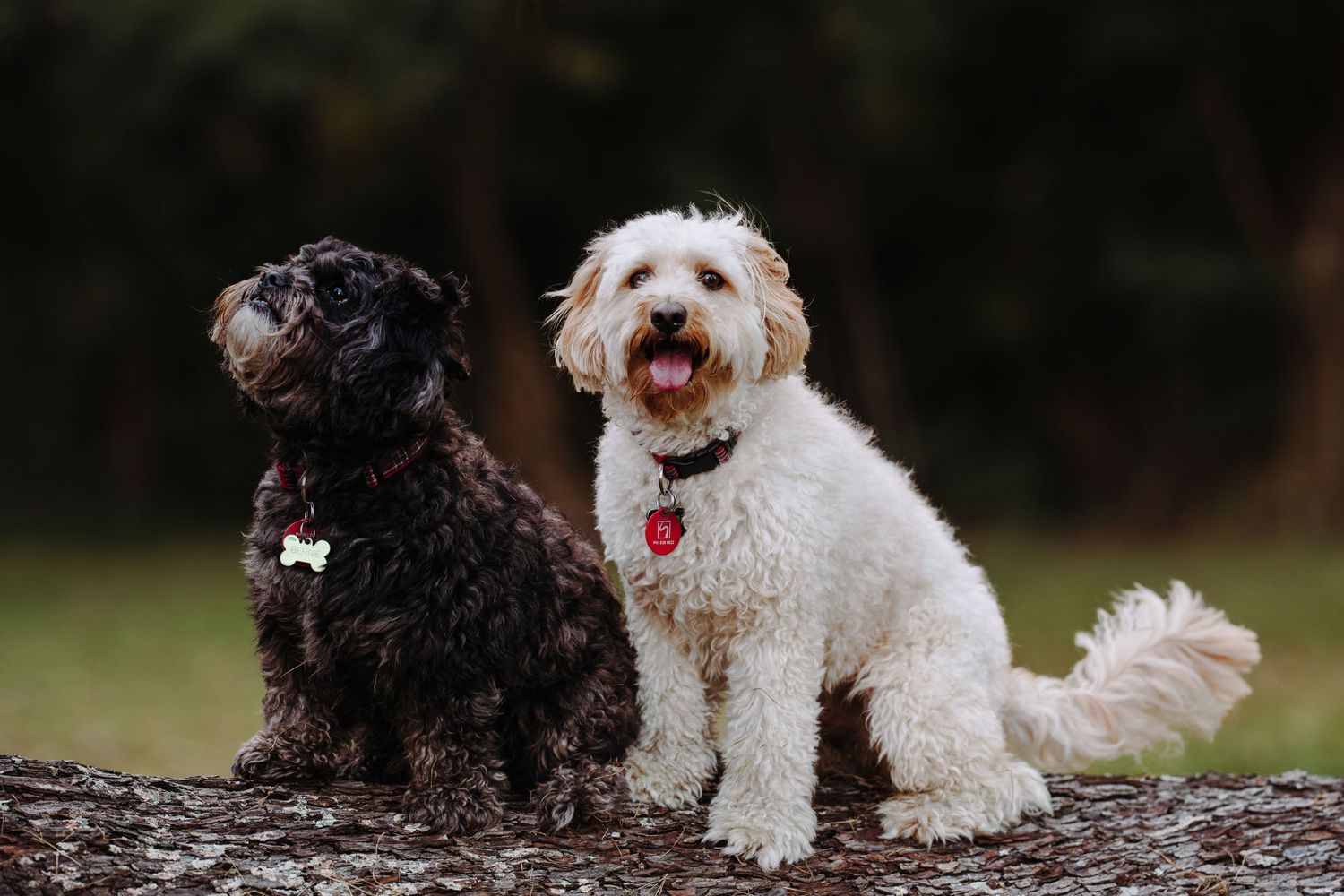 two dogs sit on a log together in a Waikato park in Autumn