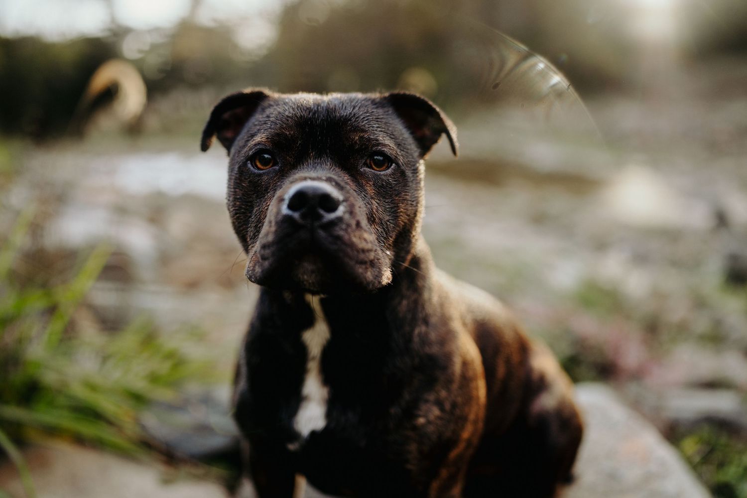 A dog stands by a stream in the early evening sunshine, image created by Waikato pet portrait photographer
