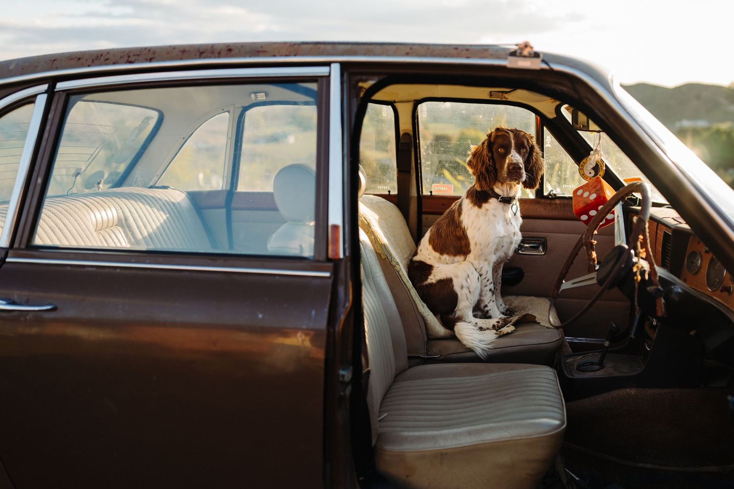 A springer spaniel dog sits in a vintage car in the afternoon sunshine, image created by Waikato pet portrait photographer