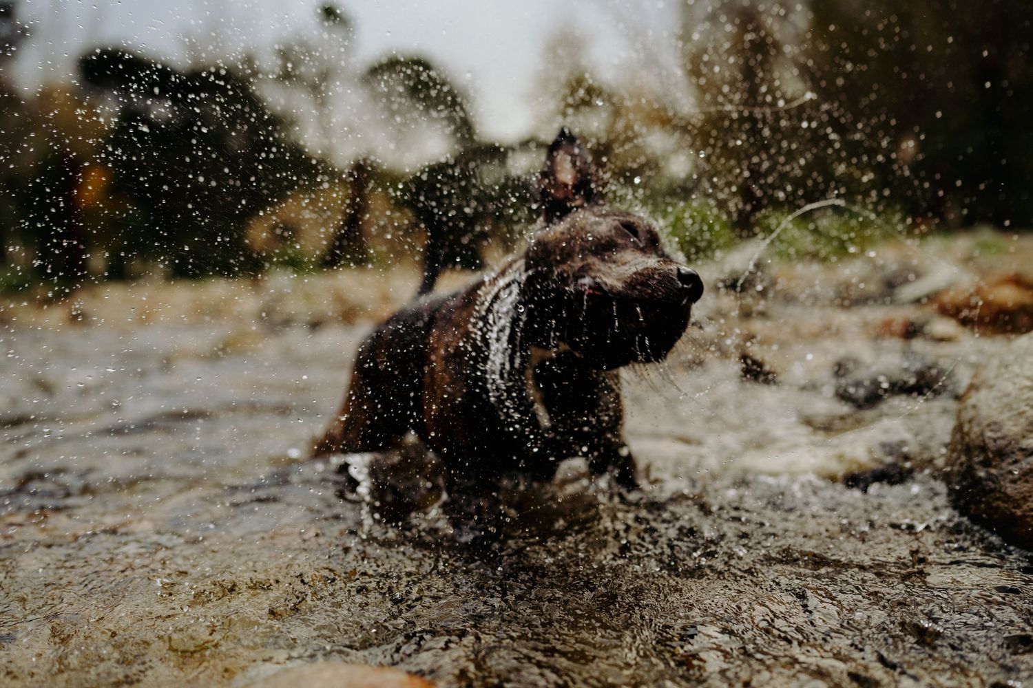A dog stands in a stream and shakes water off, image created by Waikato pet portrait photographer