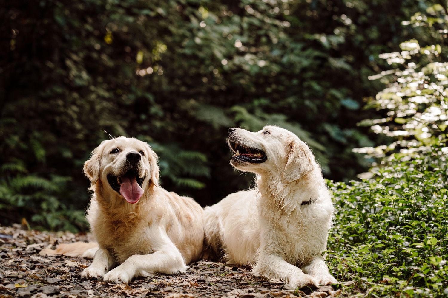 Two smiling Golden Retriever dogs sit in the native New Zealand bush, image created by Waikato pet portrait photographer