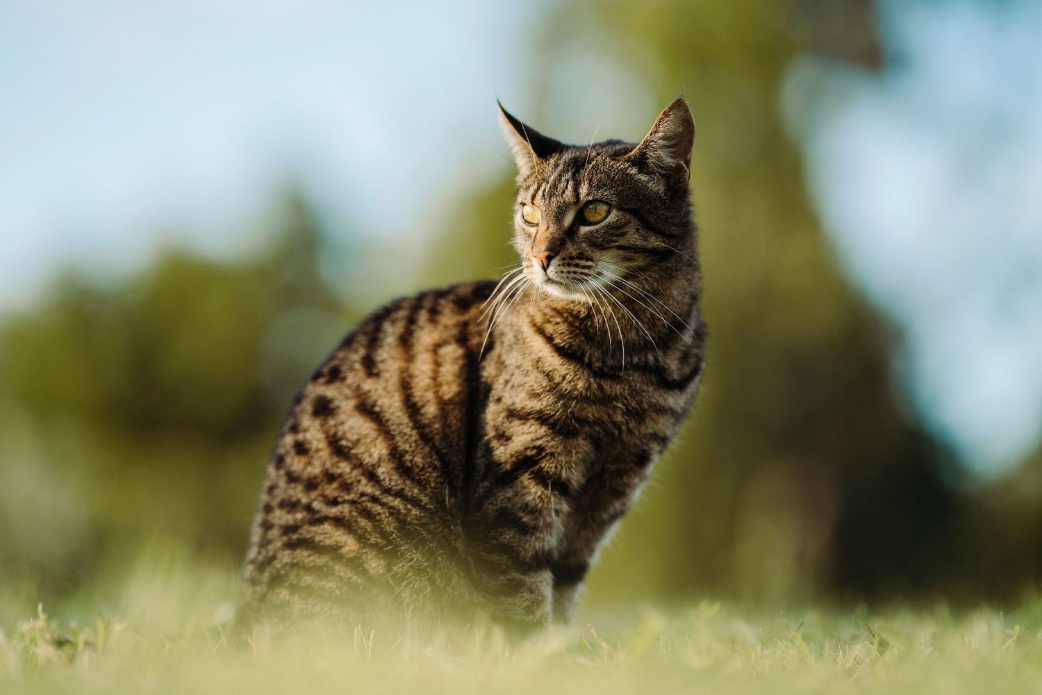 A cat sits in the sunshine on the grass, image created by Waikato pet portrait photographer
