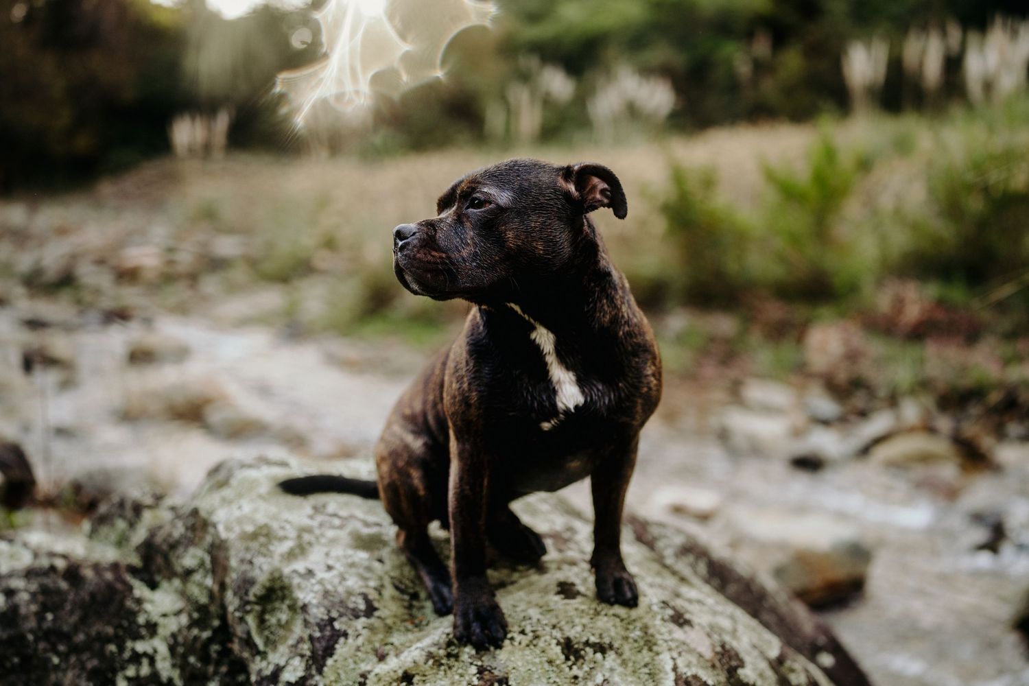 Dog stands on a rock in the sunshine with a creek in the background, image created by Waikato pet portrait photographer