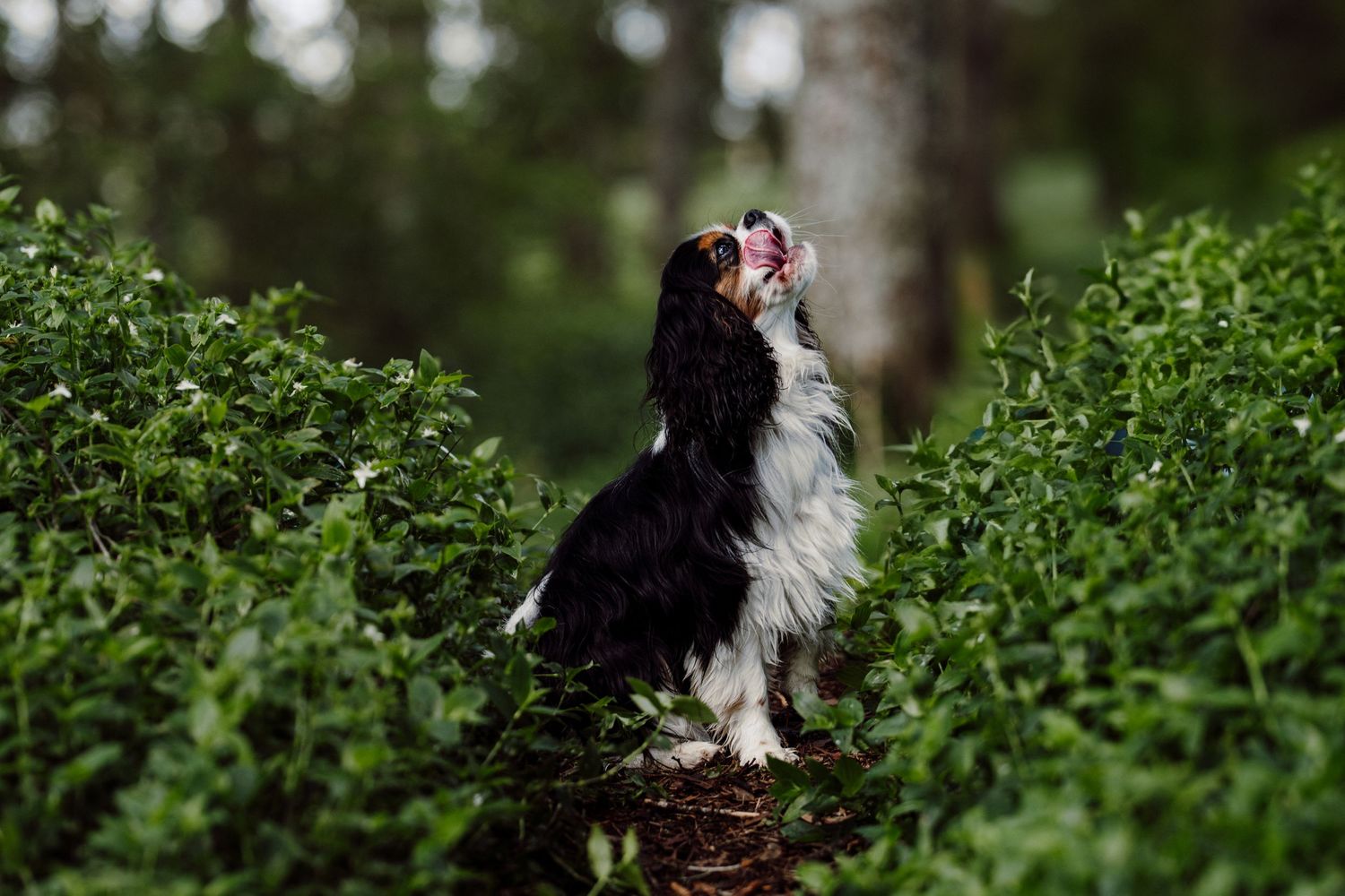 A King Cavalier dog sits in a forest and looks up licking it's jaw, image created by Waikato pet portrait photographer