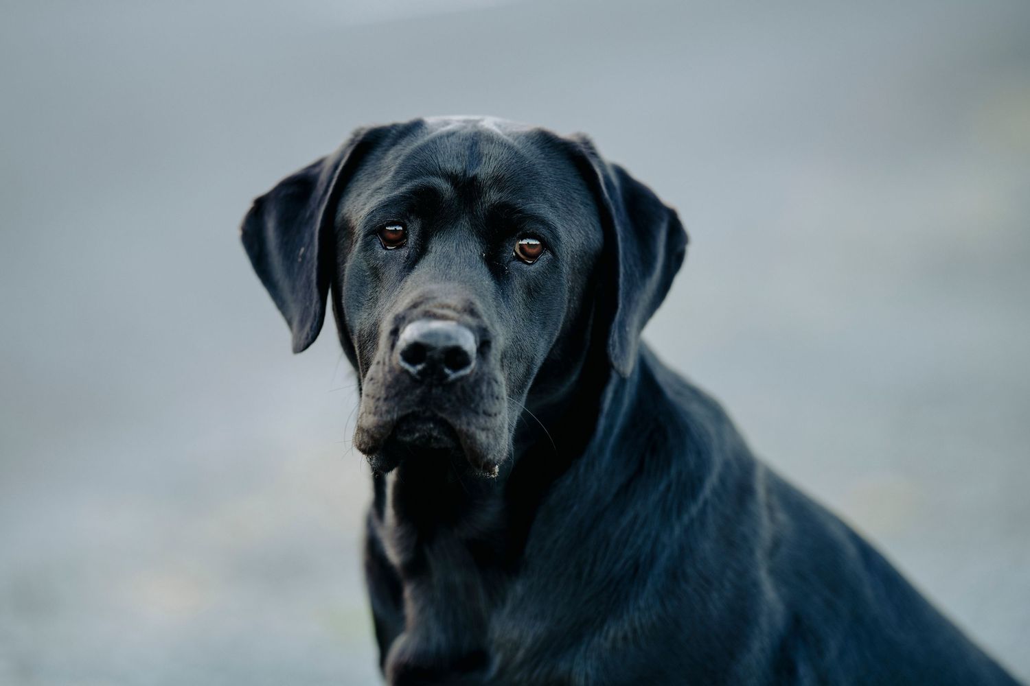 A black Labrador dog looks at the camera, sitting against a grey background, image created by Waikato pet portrait photographer