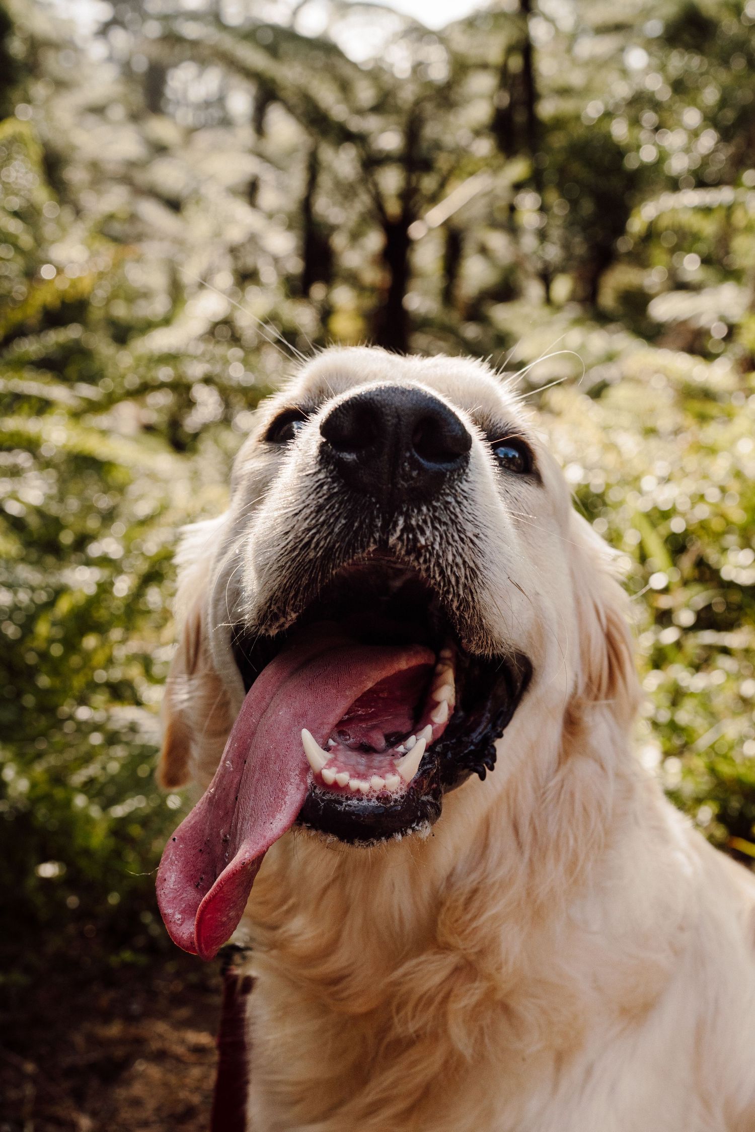 A smiling Golden Retriever dog looks at the camera with his lolling tongue hanging out of his mount, image created by pet photographer