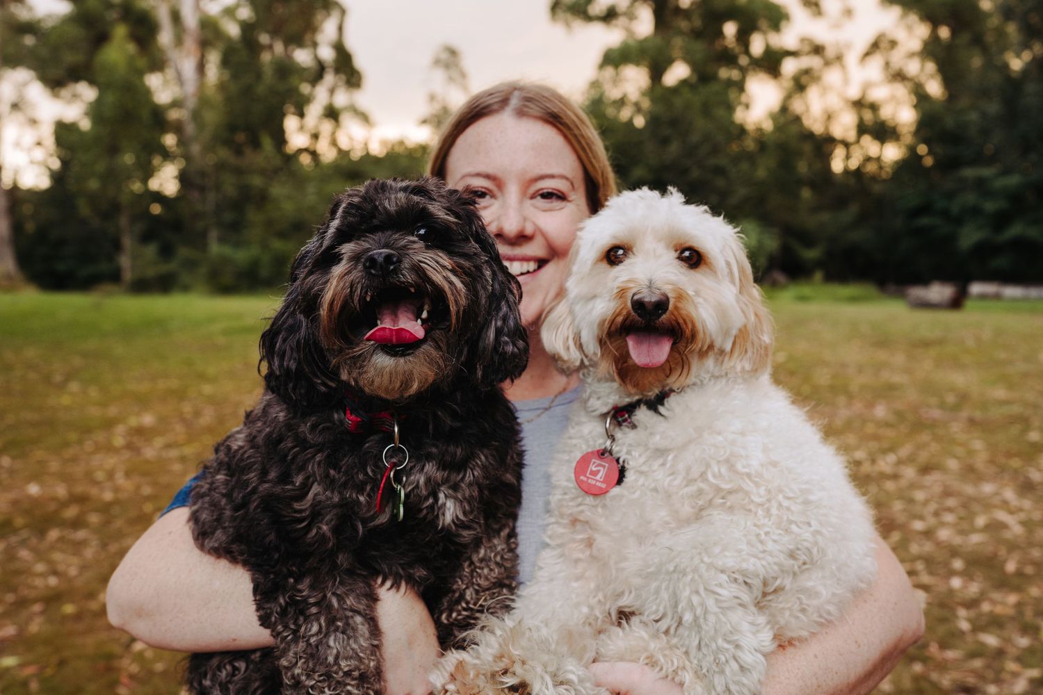 Two dogs cuddle with their owner in a Waikato park in Autumn