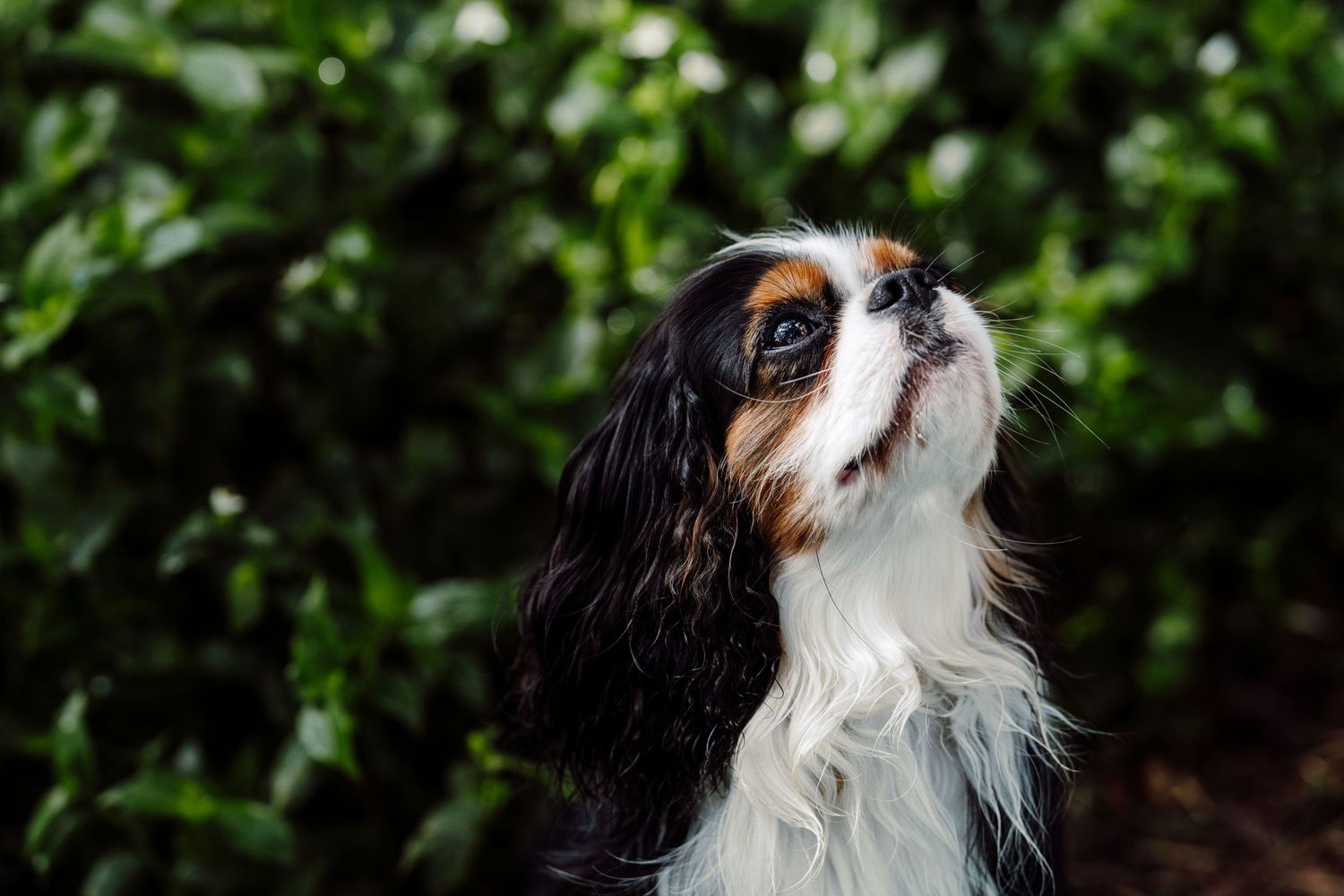 King Cavalier Charles Spaniel puppy stands in the bush looking up lovingly at their owner, image created by Waikato portrait photographer